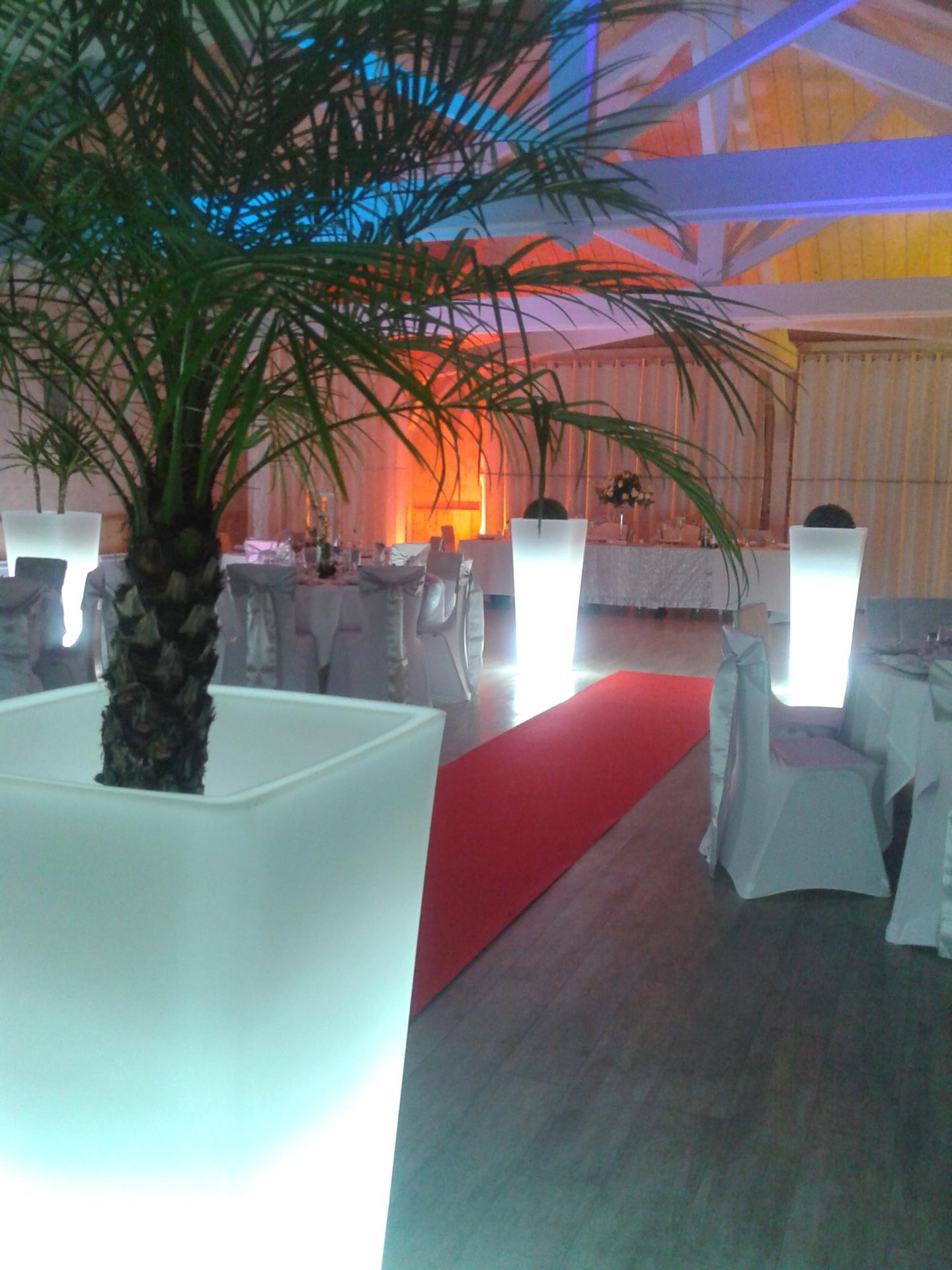 Allée lumineuse (avec plante véritable)